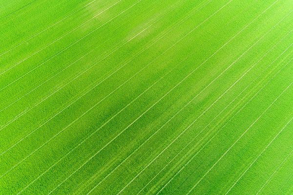 Day, Richard and Susan 아티스트의 Aerial view of wheat field-Marion County-Illinois작품입니다.